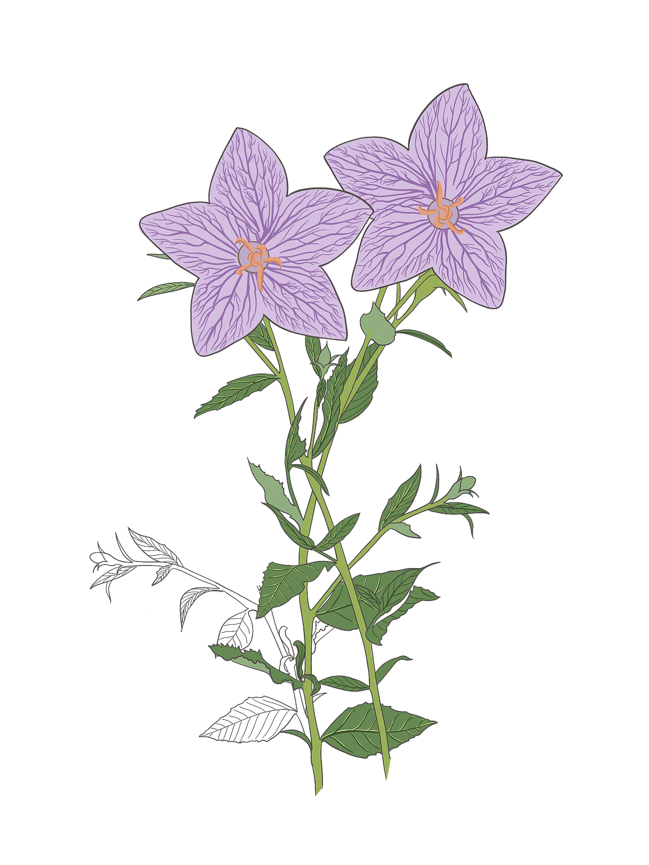 植物花卉包装（图ZMTc0NDA5MTk2） - 商业插画 - 站酷设计师页子橙光原创素材 - 站酷ZCOOL