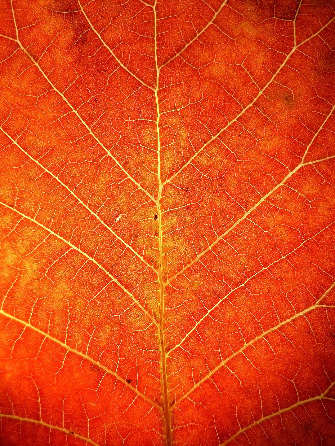 我的手机摄影作品