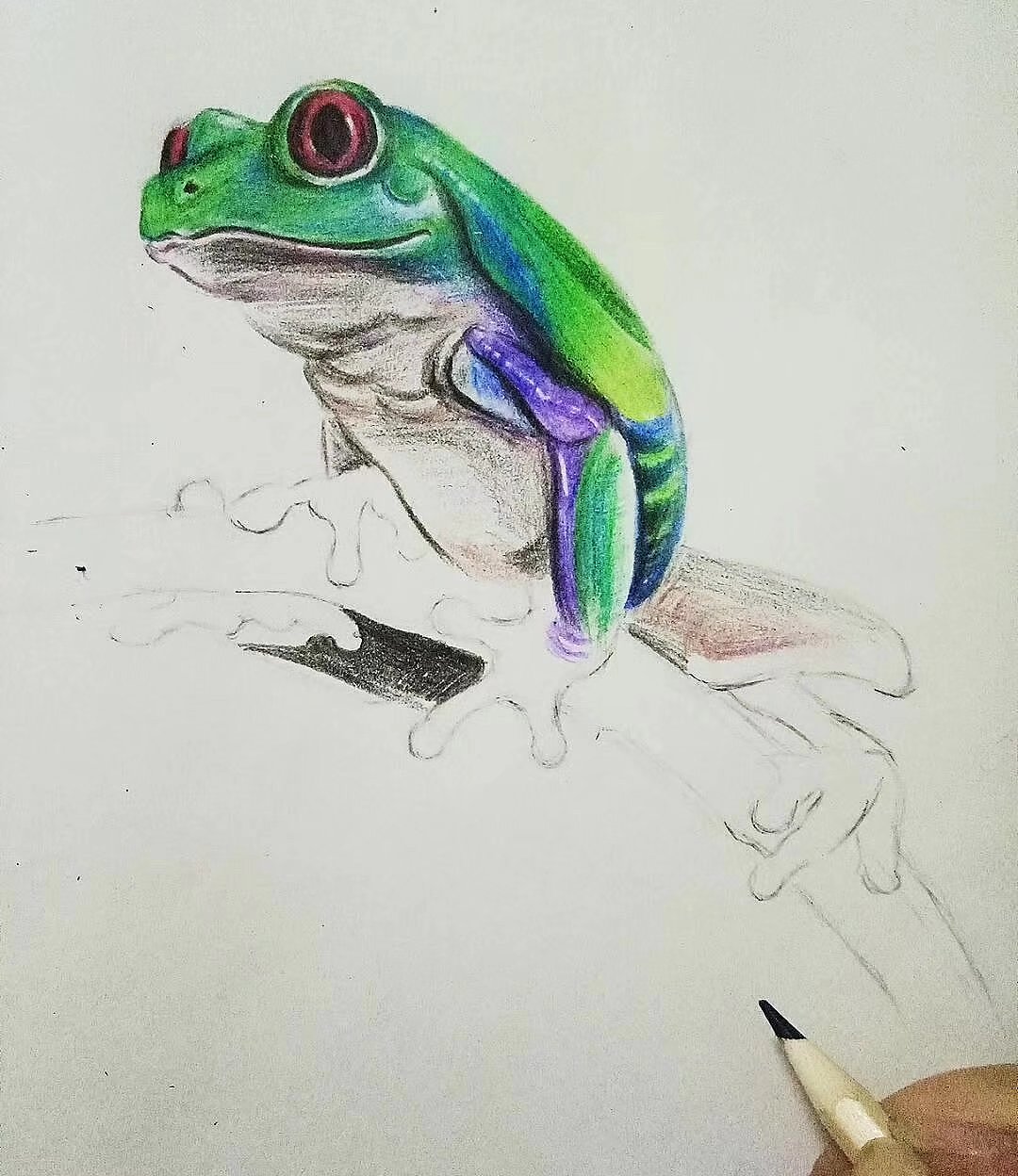 彩铅画习作红眼树蛙