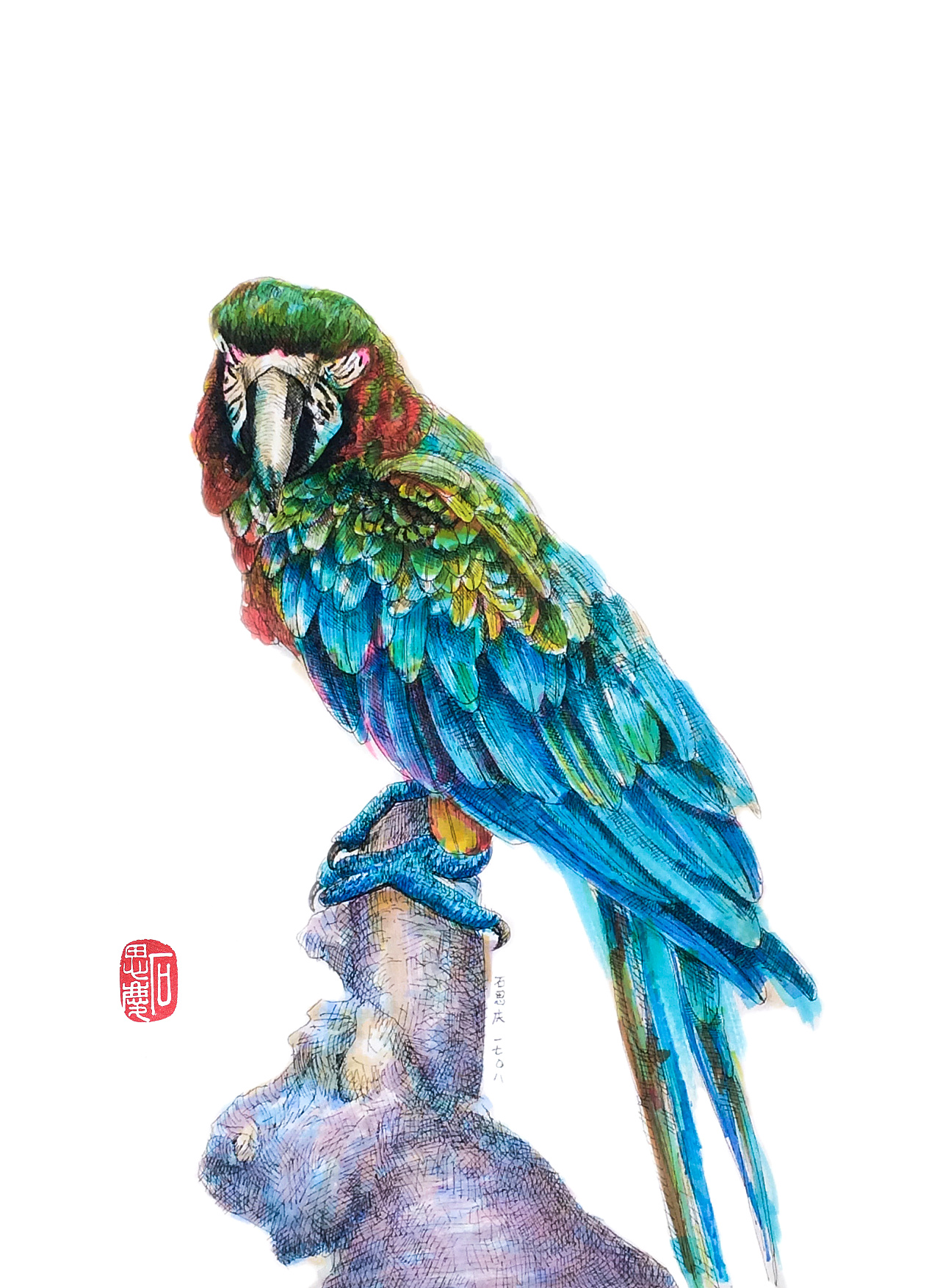 石思庆手绘·鹦鹉