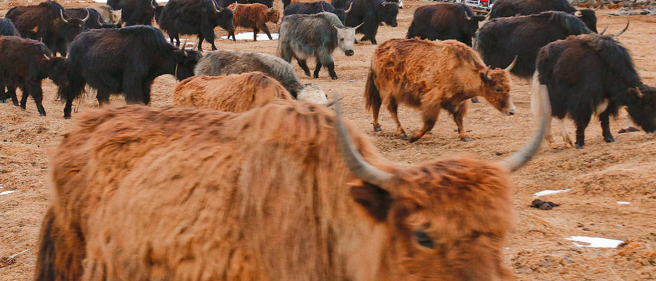 清明川西之旅（图ZMjk1NzY5MTY4） - 风光摄影 - 站酷设计师跑狗飞原创素材 - 站酷ZCOOL