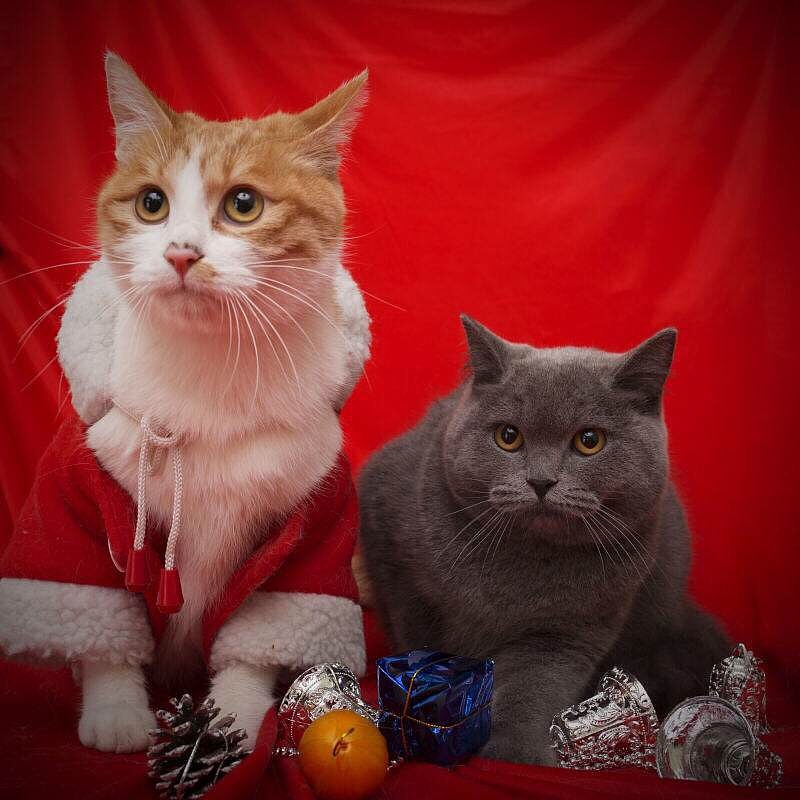 给我变成星星的猫咪 罗雨舒插画（图ZNjU4OTM0NTY=） - 创作习作 - 站酷设计师小灰侠嘎罗原创素材 - 站酷ZCOOL