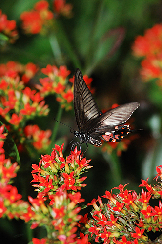 忙里偷闲拍的片片