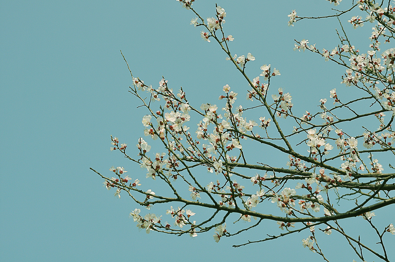 春暖花开图片素材-编号26404997-图行天下