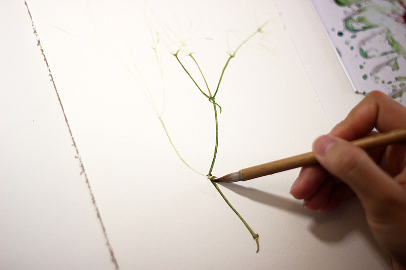 一朵不起眼的小花，满天星，她代表清纯、关怀与思恋。