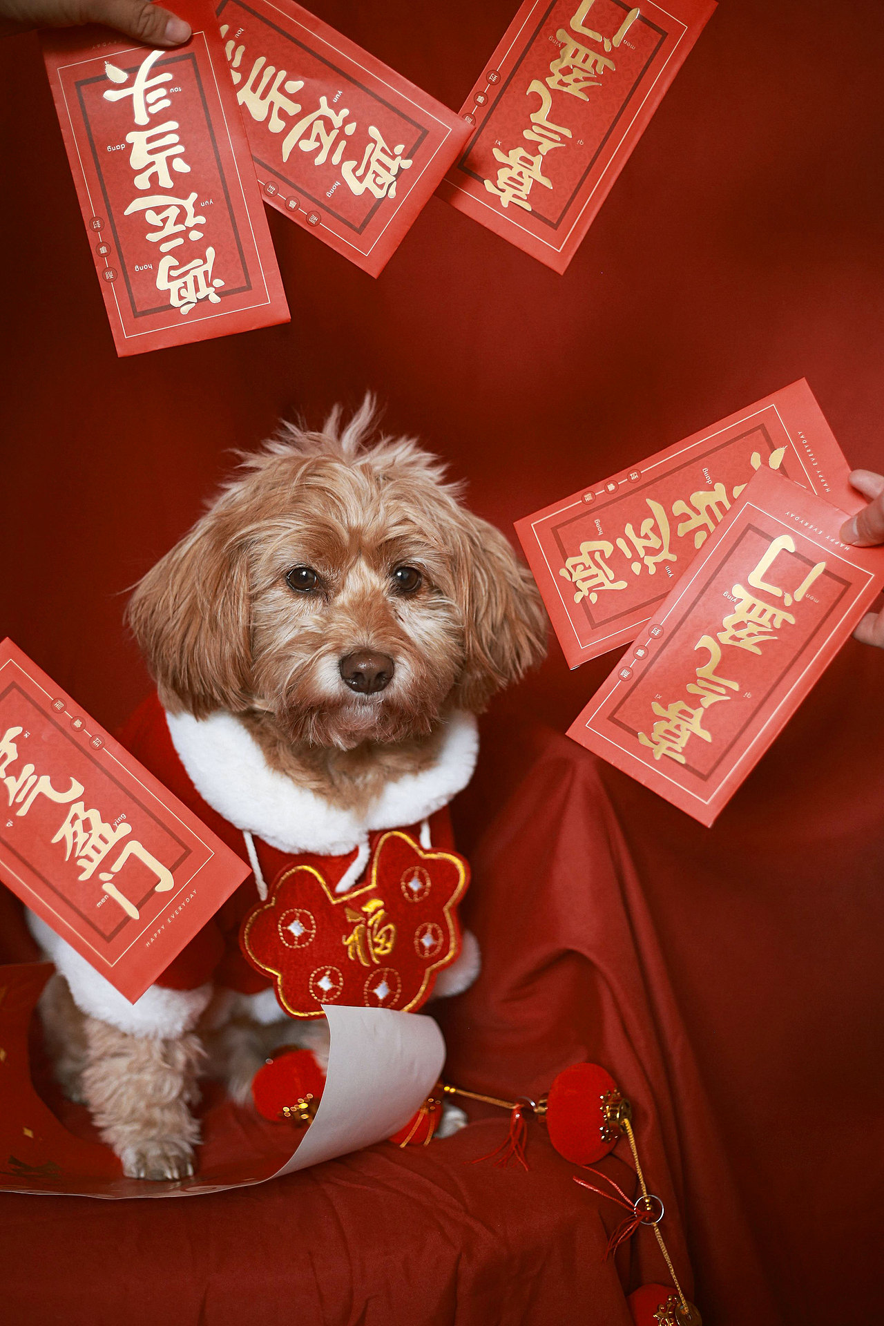 新年好运（图ZMjM5MTI1MjU2） - 宠物摄影 - 站酷设计师跳跃的米豆原创素材 - 站酷ZCOOL