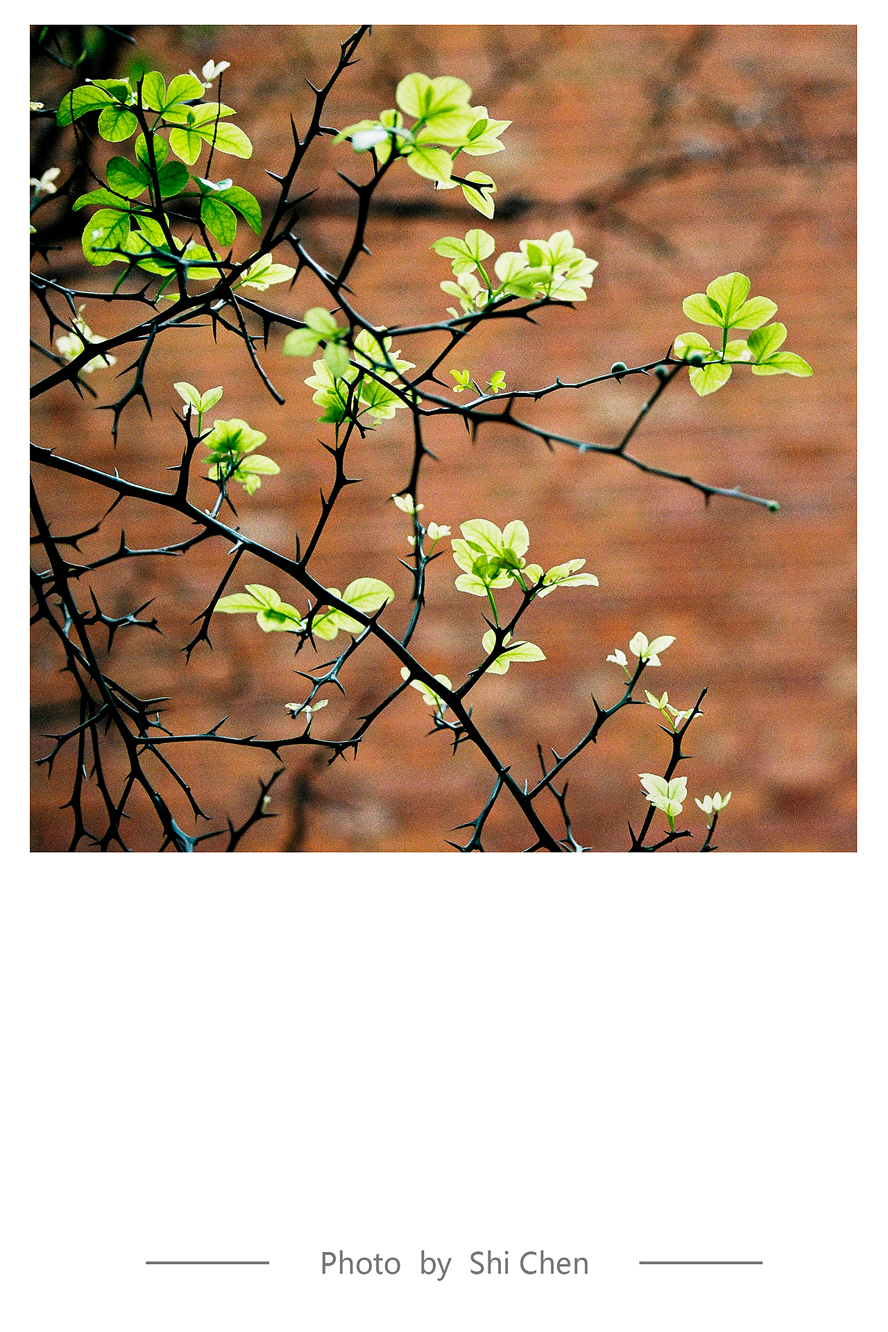 雨后~（图ZMTYxMTc5ODQ=） - 风光摄影 - 站酷设计师zhzxsc原创素材 - 站酷ZCOOL