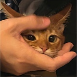 兔兔雯的头像