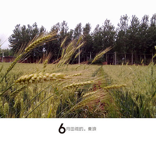 6月田间的麦浪（图ZMzE4MzAxMg==） - 风光摄影 - 站酷设计师廿八亩田原创素材 - 站酷ZCOOL