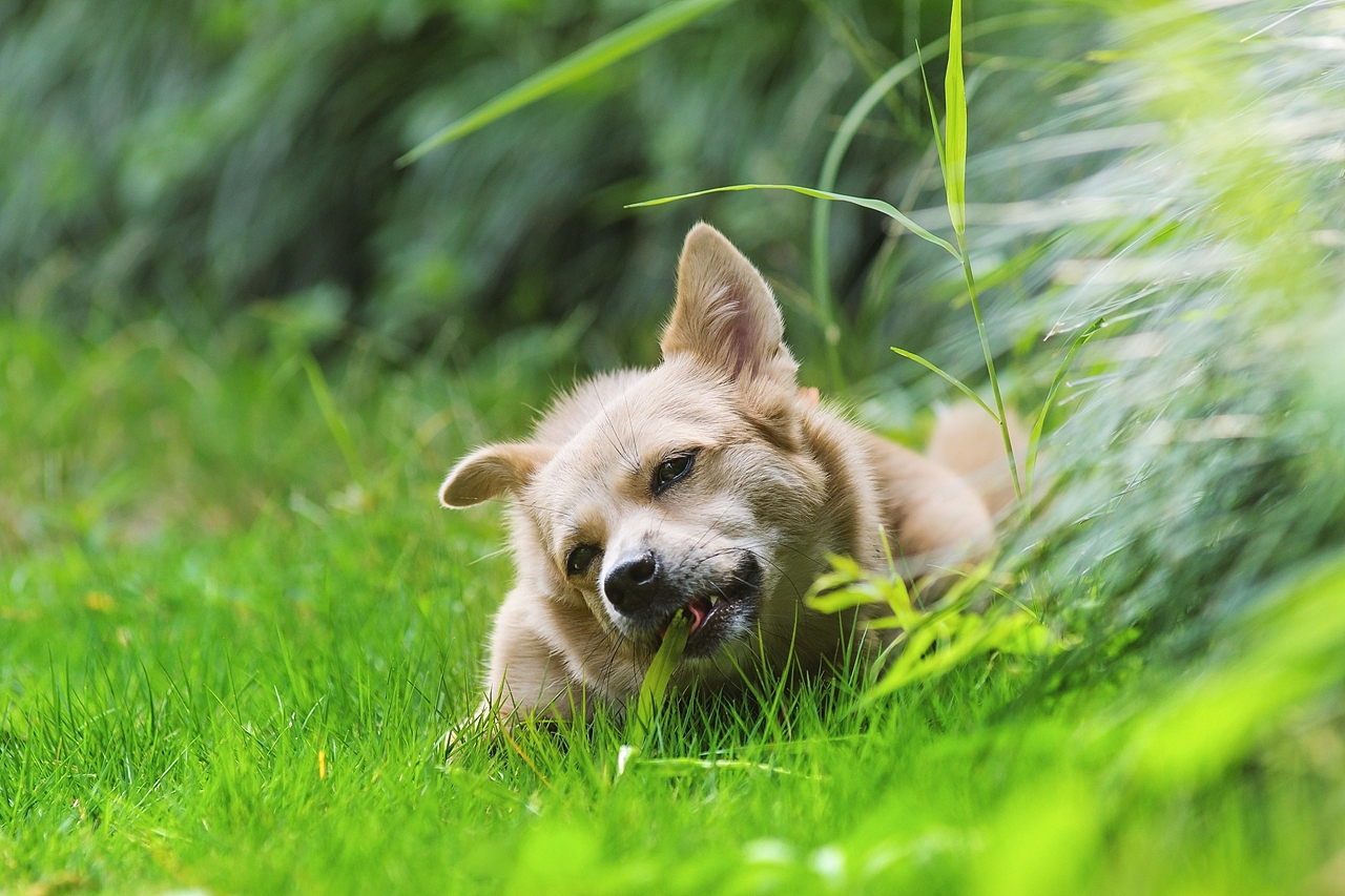 【纪实宠物摄影】