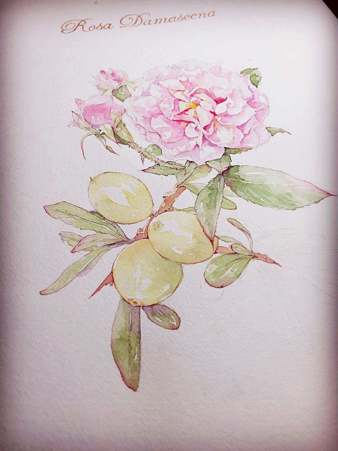 阿芙精油 X 绘麟社 |大 马 士 革 玫 瑰