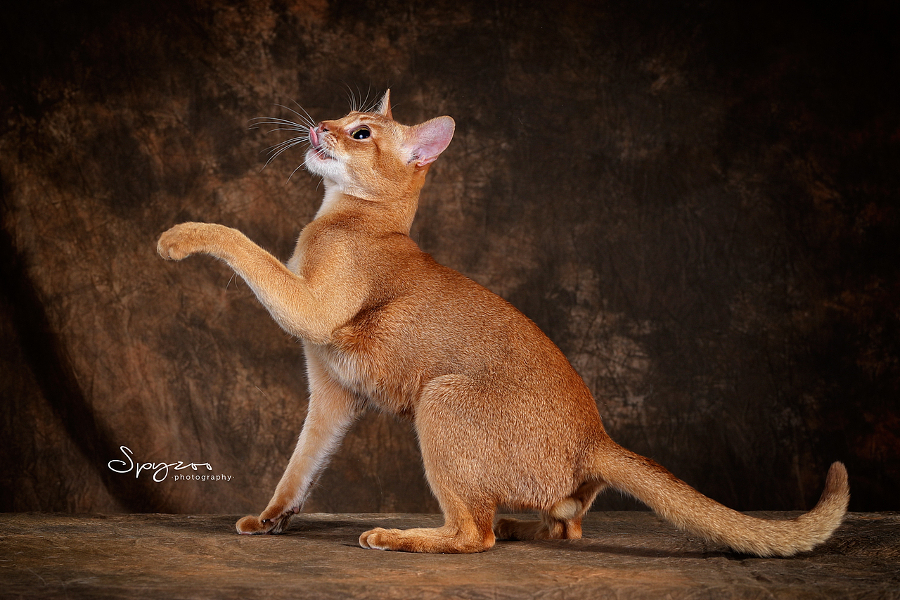abyssinian&nbsp;阿比猫