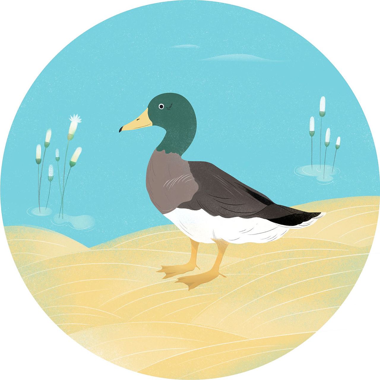 画了一组科普类插画 这些鸟类依次是 遗鸥 黑脸琵鹭 东方白鹳 勺嘴鹬