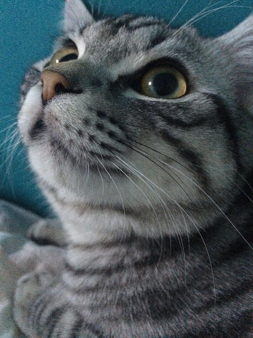 我有一对儿混世小魔王（图ZMjU2OTM5MDg=） - 宠物摄影 - 站酷设计师lhwcarolyn原创素材 - 站酷ZCOOL