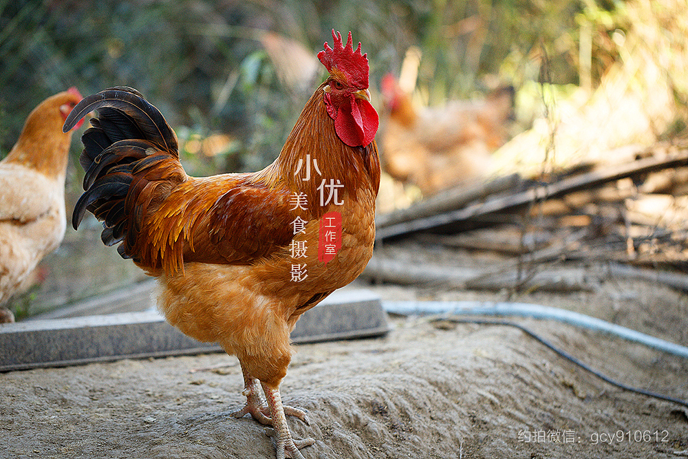 山林散养土鸡 公鸡老母鸡 五黑鸡