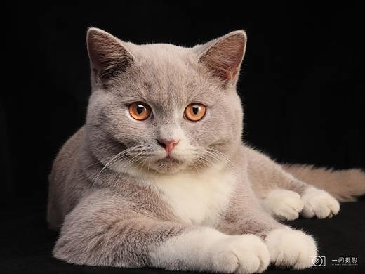 猫猫摄影