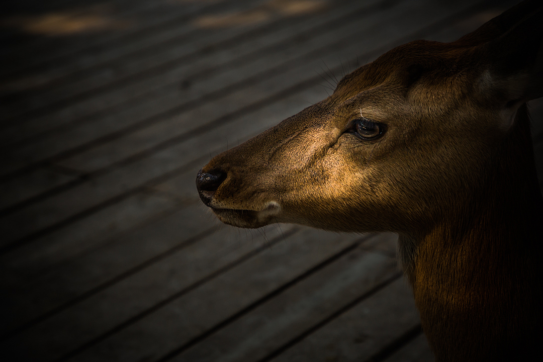 故宫神鹿-何必去奈良