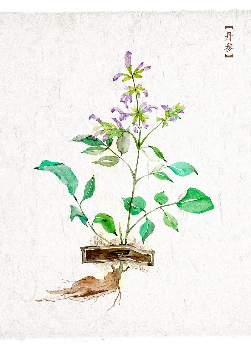 水彩| 中草药