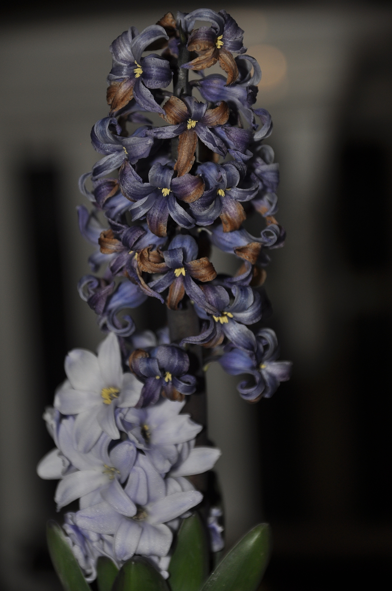 夜来香——风信子