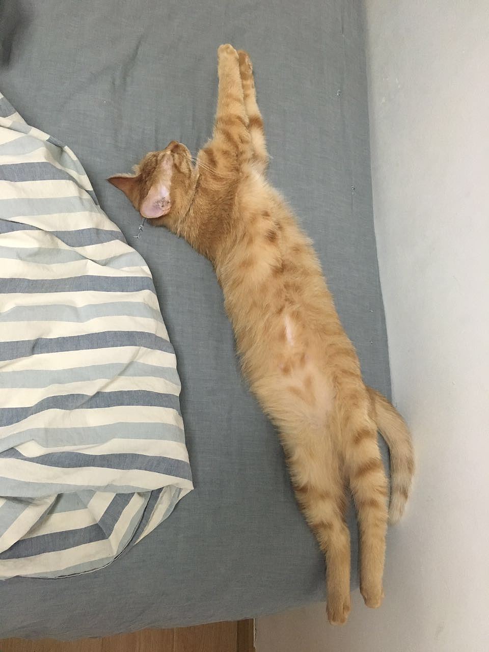 菜刀眼黄豆芽的日常（图ZODEwMzcyODA=） - 宠物摄影 - 站酷设计师violasean原创素材 - 站酷ZCOOL