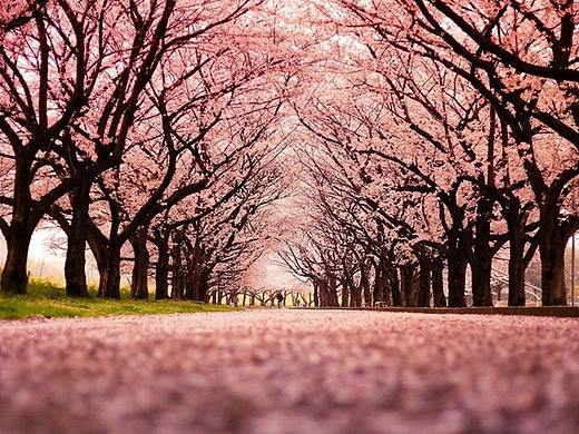 旅游網(wǎng)站頁面設(shè)計(jì) 小白一枚（個(gè)人主頁-ZMzQ1NzI0NTY=） - 企業(yè)官網(wǎng) - 站酷設(shè)計(jì)師江江y原創(chuàng)素材 - 站酷ZCOOL