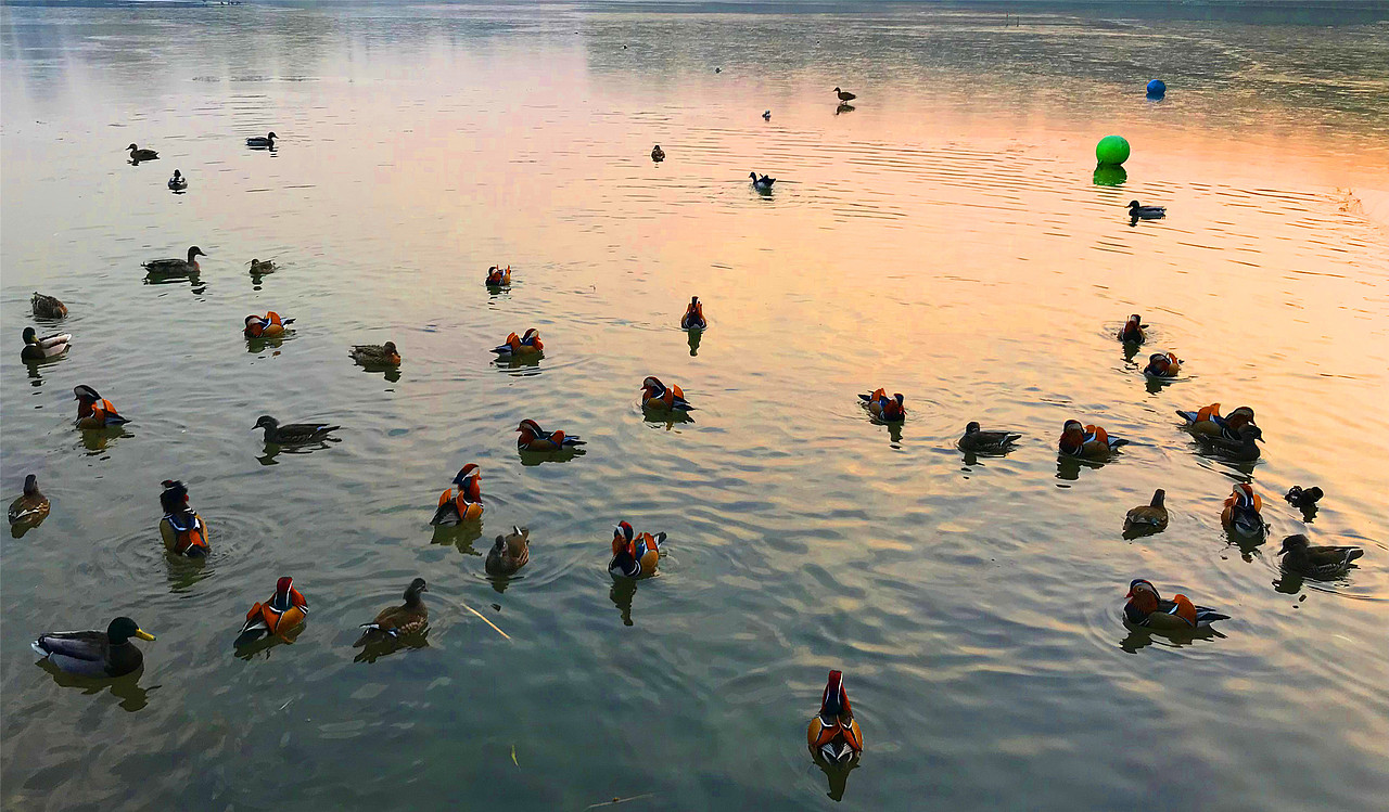 刘勇良摄影作品鸳鸯戏水系列选登