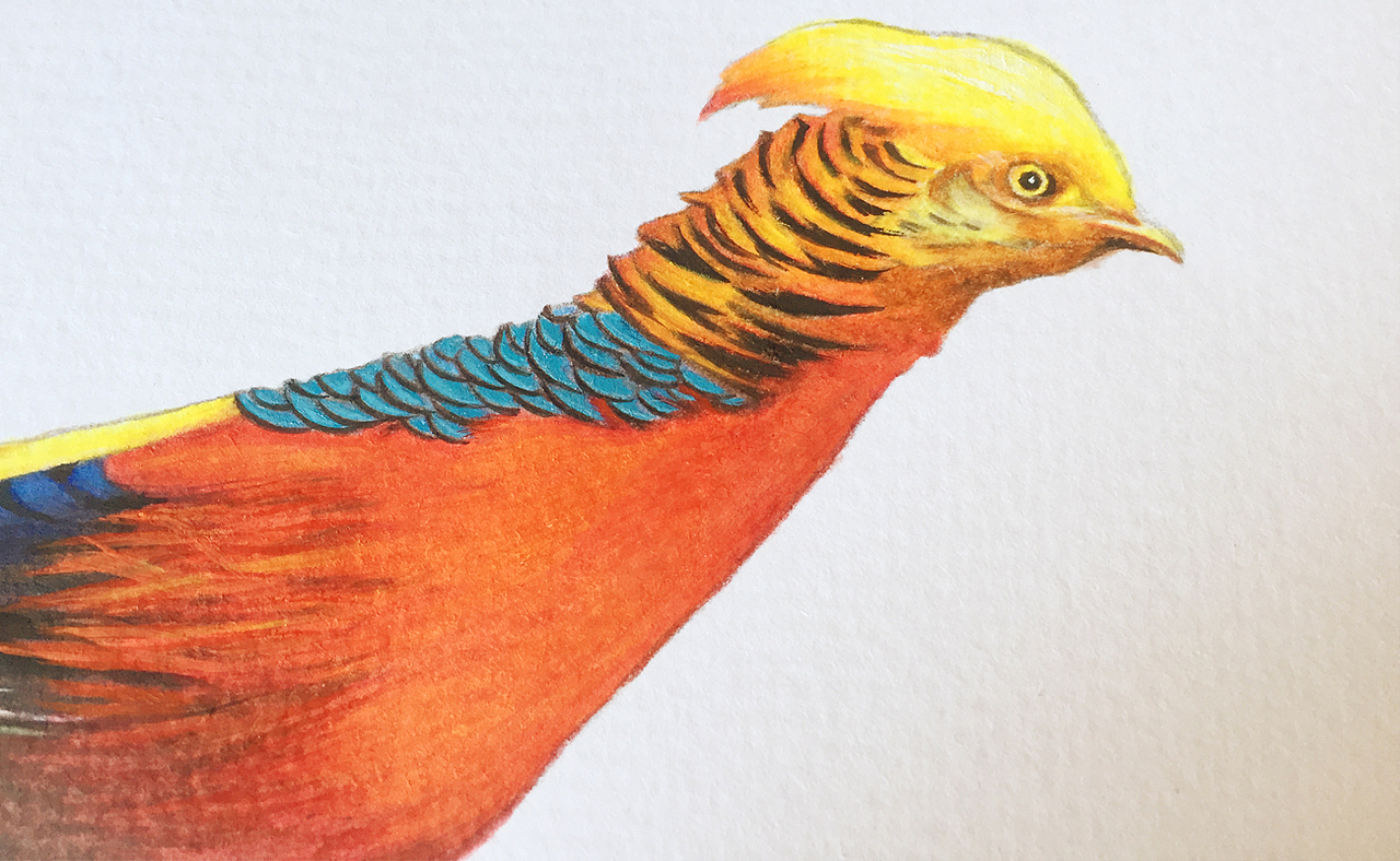 去画那些最美的鸟儿之红腹锦鸡