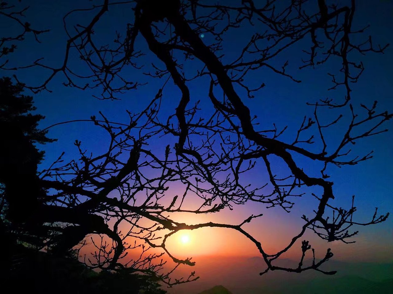 日出与树枝（图ZMzA1NTc5NDAw） - 风光摄影 - 站酷设计师马丁的老相机原创素材 - 站酷ZCOOL