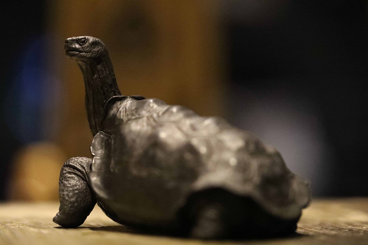 秋坞居石雕乌龟陆龟艺术雕刻收藏品寿山石