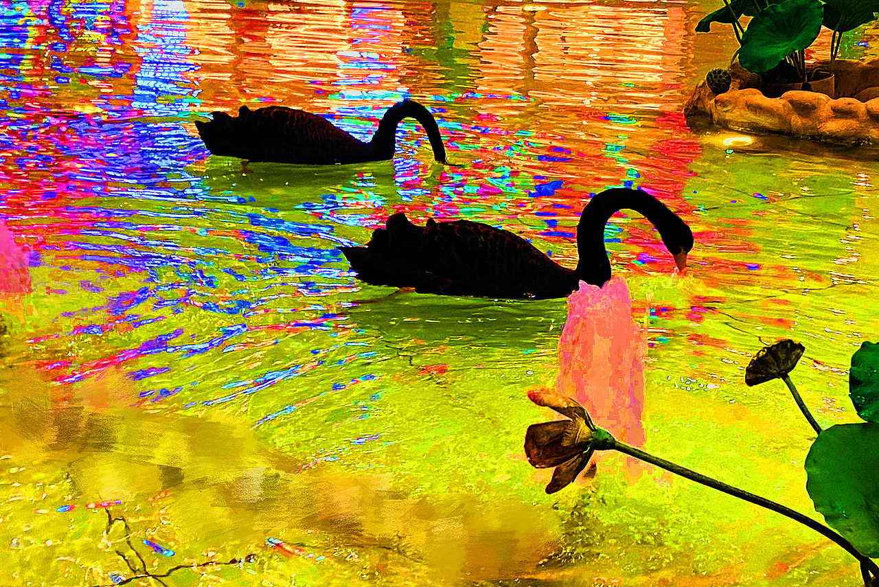 刘勇良画意摄影：入夜时分的黑天鹅