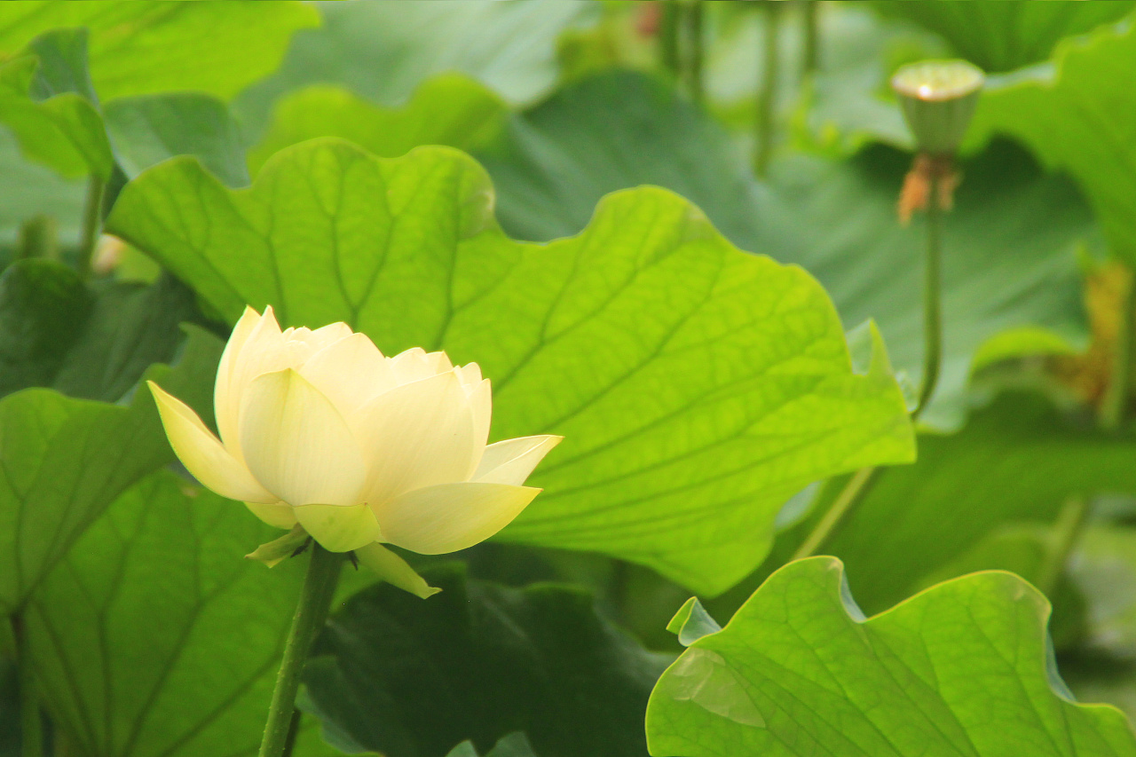 静荷|摄影|风光摄影|哲彦xq - 原创作品 - 站酷 (zcool)