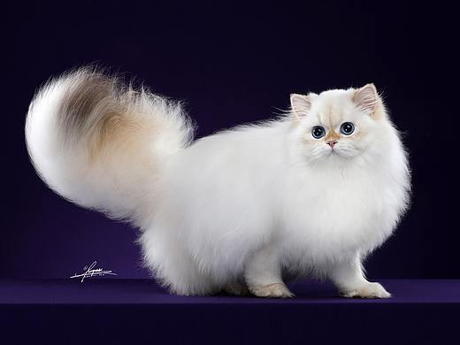 英国长毛猫