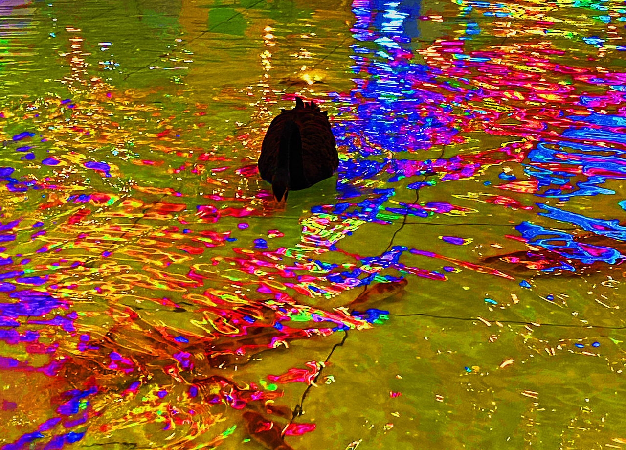 刘勇良画意摄影：入夜时分的黑天鹅