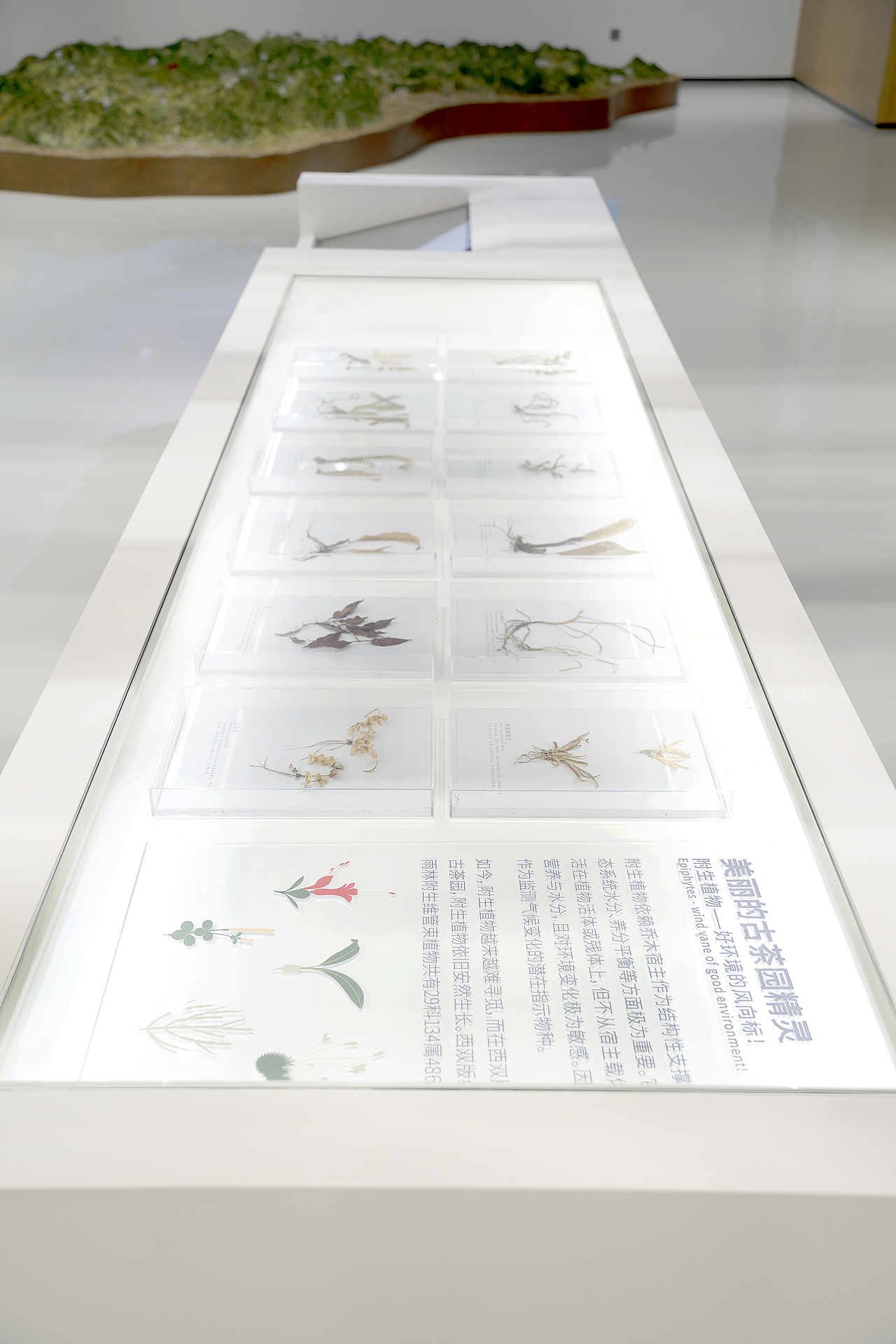 沉浸体验时代，雨林古树茶的体验之旅（图ZMjk0OTg0Nzk2） - 展陈设计 - 站酷设计师容品牌原创素材 - 站酷ZCOOL