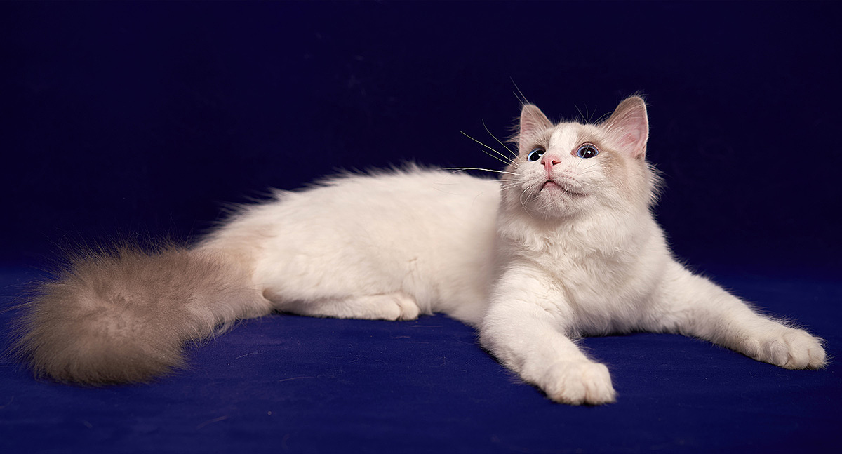 上海宠物摄影赛级宠物猫布偶猫油桃视觉