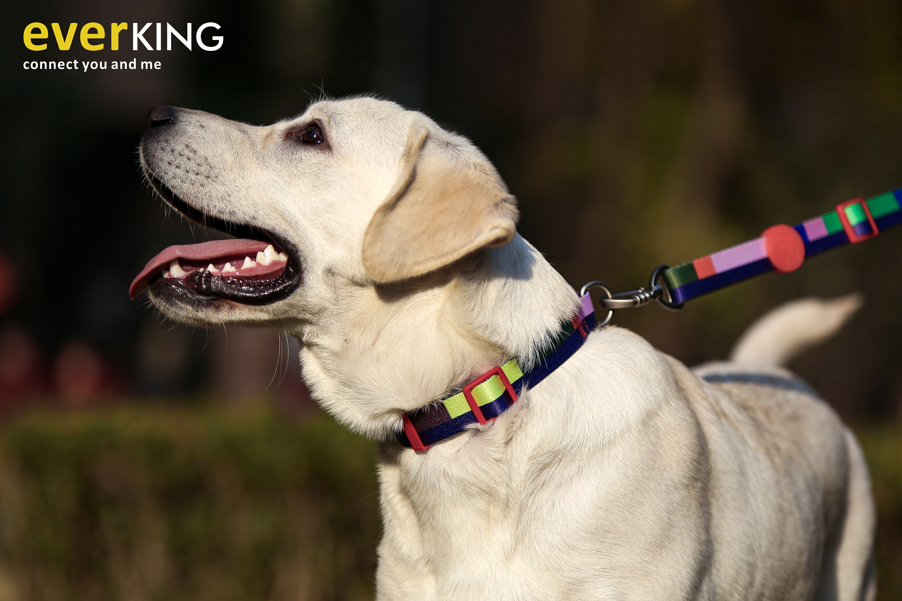 everking宠物用品,牵引绳,项圈,胸背带狗狗.