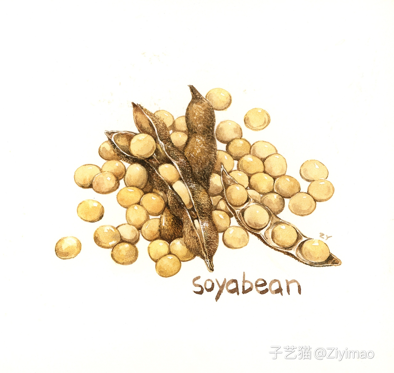 水彩-IELTS词汇书插图（图ZMTk1NDI0OTY0） - 商业插画 - 站酷设计师子艺猫原创素材 - 站酷ZCOOL