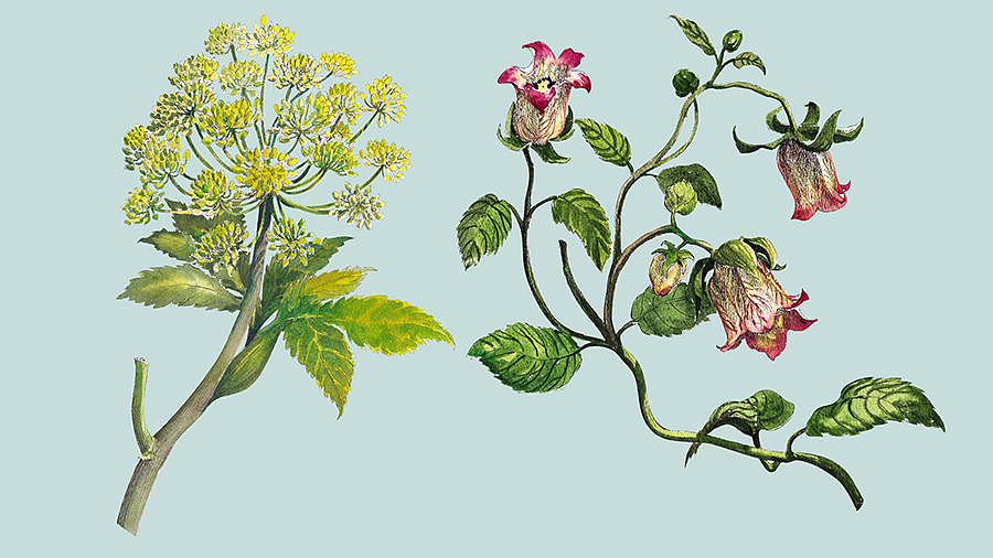 中裕 草药插画包装设计（图ZMTQyNDU1NjQ4） - 包装 - 站酷设计师龍大设计原创素材 - 站酷ZCOOL