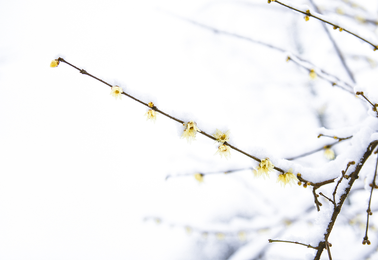 杭州。西湖。雪中。（图ZMTAzOTgwMDAw） - 风光摄影 - 站酷设计师请叫我度哥原创素材 - 站酷ZCOOL