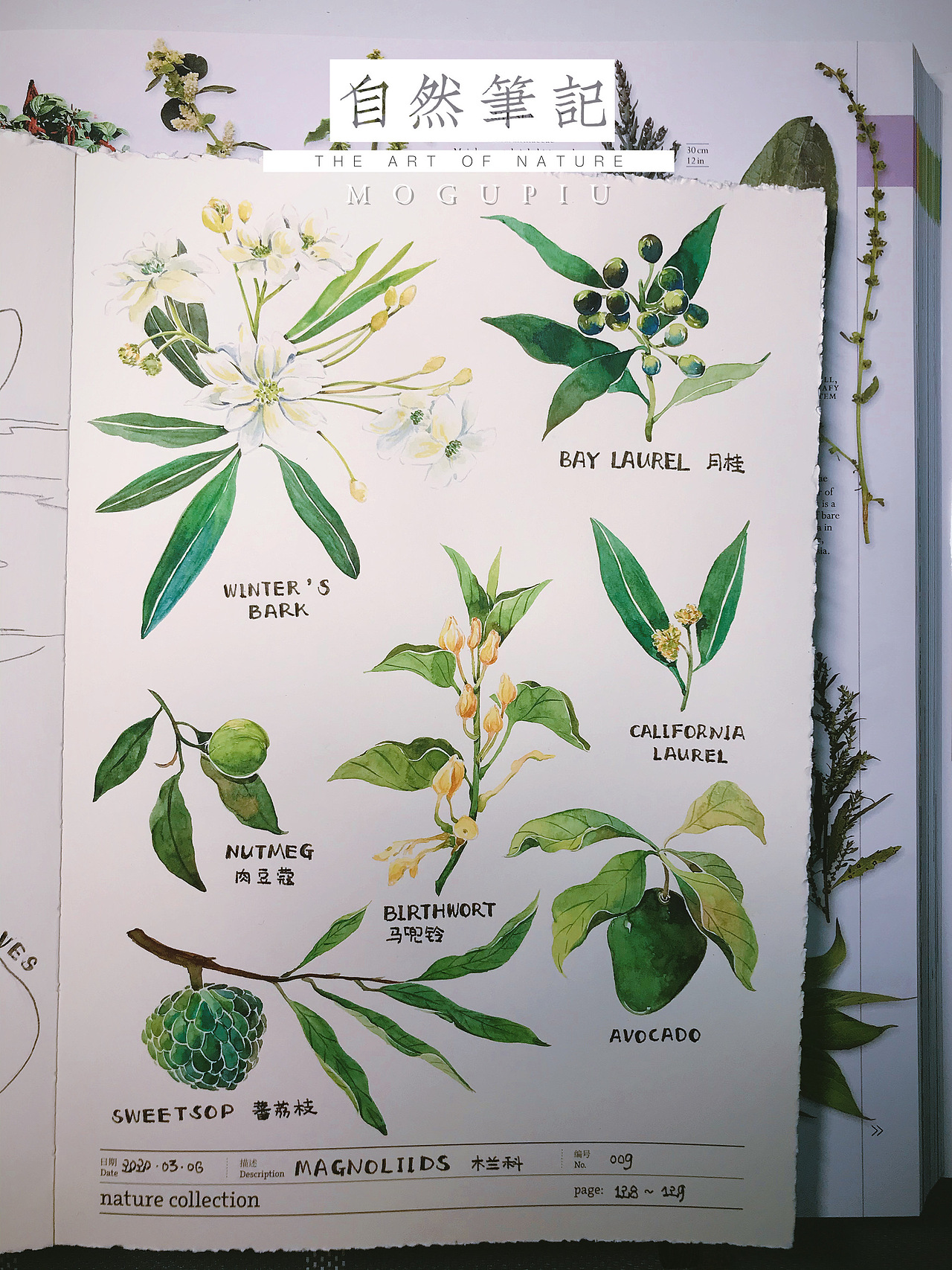 蘑菇PIU的自然笔记 关于春天 关于花开