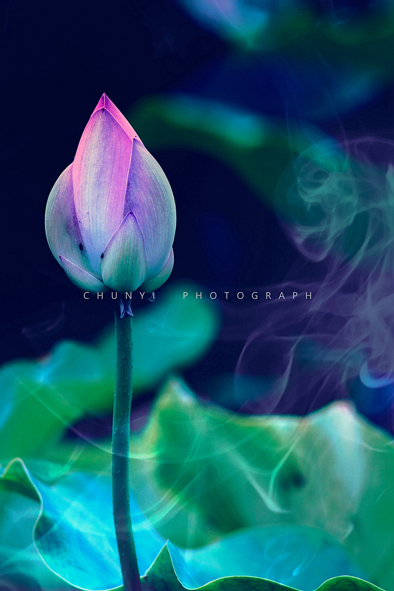 【2008-2019十年拍荷精选99幅 / 荷有四季，常乐我净】（图ZMjk4MzU1ODQ0） - 时尚/艺术摄影 - 站酷设计师Chunyi纯一原创素材 - 站酷ZCOOL