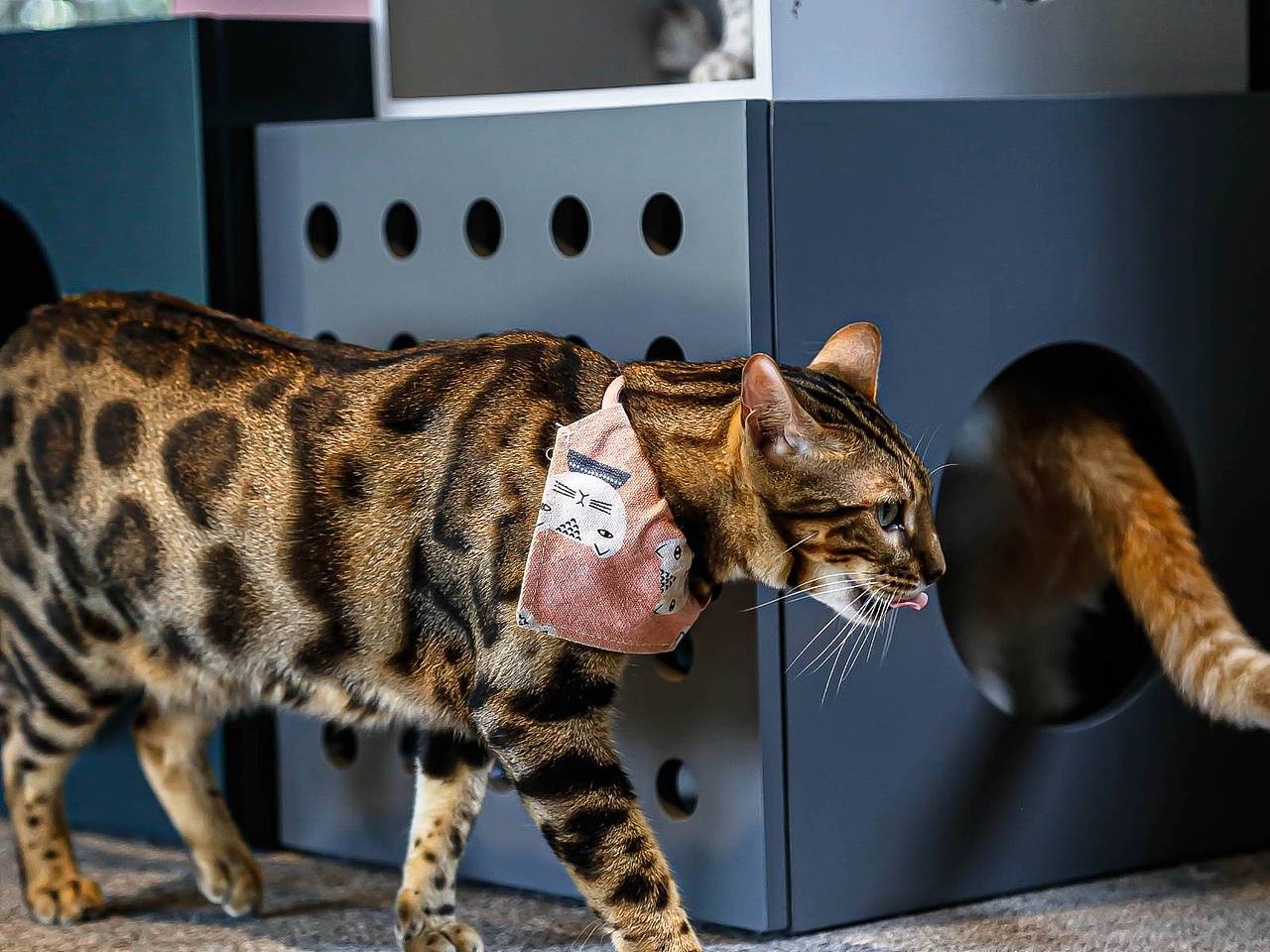 咪有多功能组合猫柜