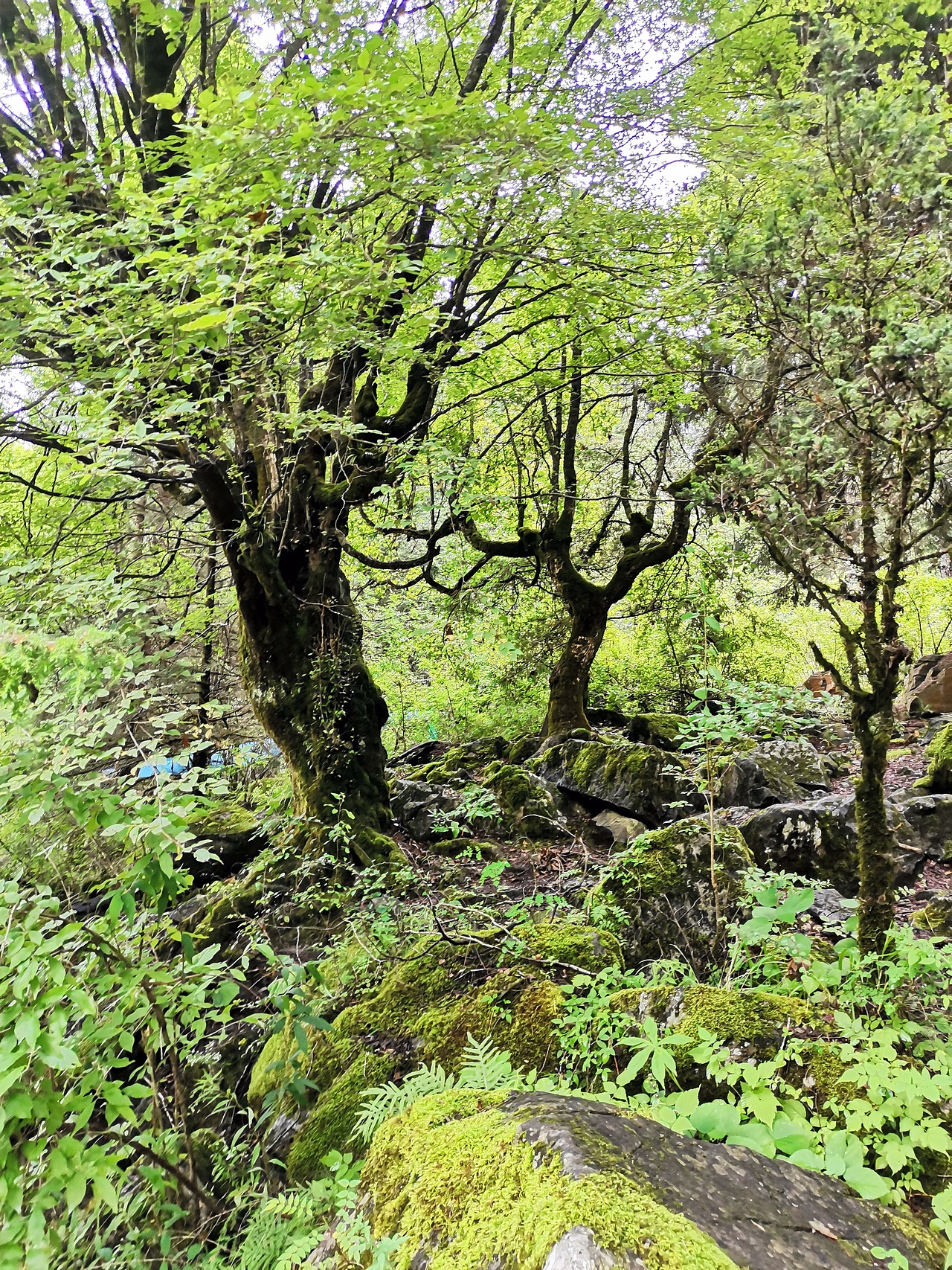 五彩缤纷九寨沟(下)