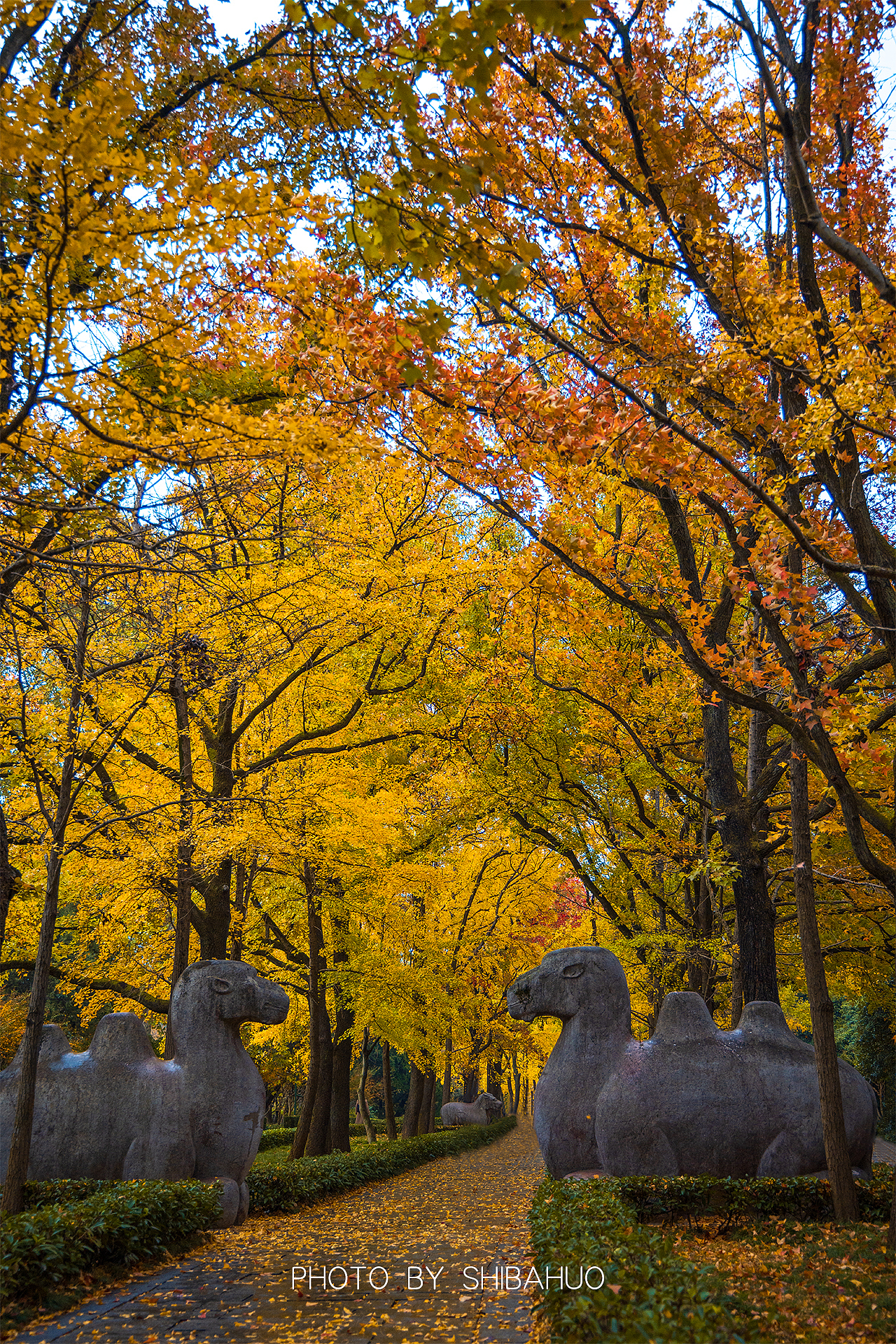 秋染石象路（图ZMzIxNDI1MjM2） - 风光摄影 - 站酷设计师十把火原创素材 - 站酷ZCOOL