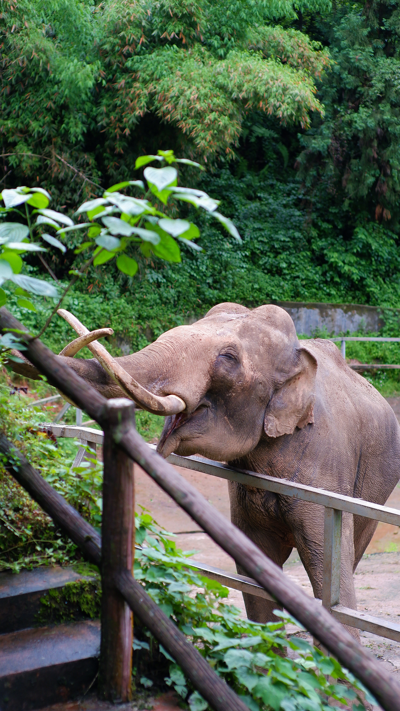 碧峰峡-野生动物园