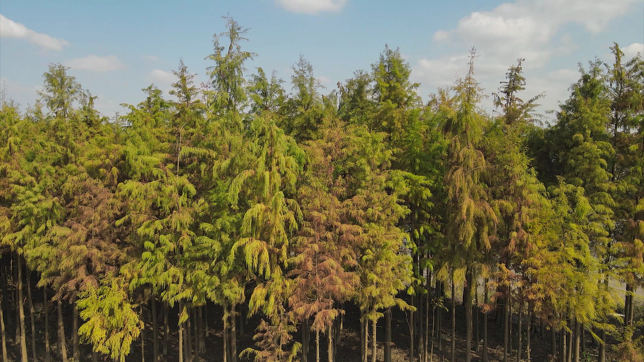 DAEWOO|大宇榨汁机果汁机