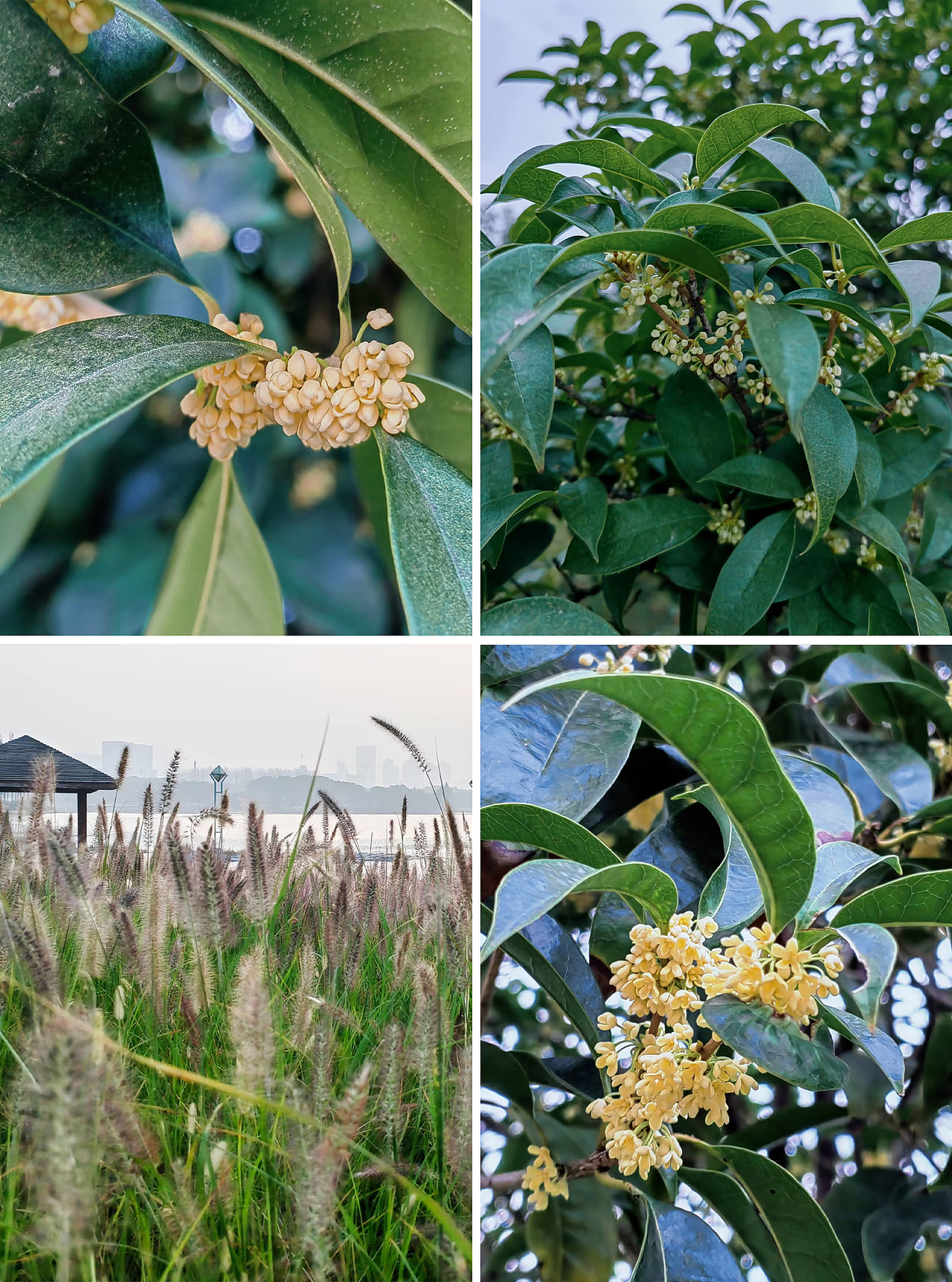 小梦的随手拍-第4期（图ZMzIwMDQ4MDM2） - 风光摄影 - 站酷设计师梦梦小梦12原创素材 - 站酷ZCOOL