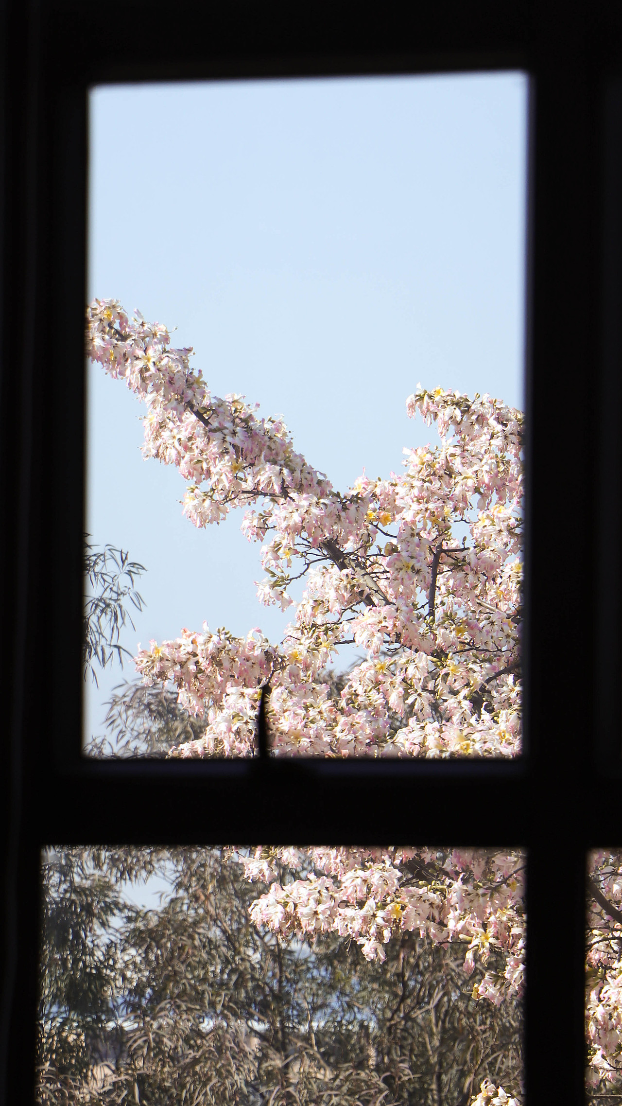 异木棉花开（图ZMzM3OTg2NjY4） - 风光摄影 - 站酷设计师林二三_原创素材 - 站酷ZCOOL