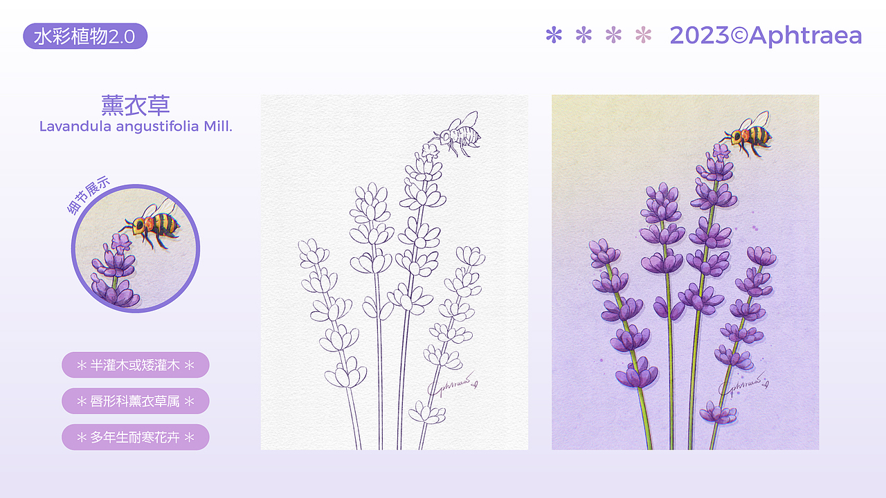 水彩花卉插画2.0合集（图ZMzU1ODk5MzEy） - 商业插画 - 站酷设计师阿芙特莱雅原创素材 - 站酷ZCOOL