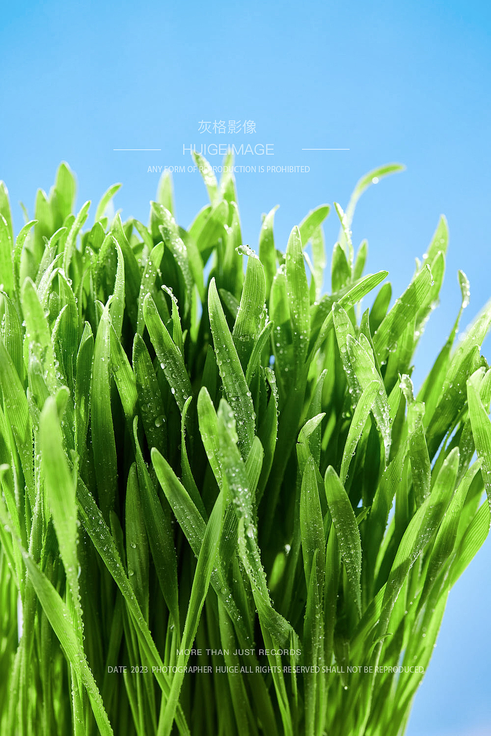 网易天成猫粮猫草拍摄&灰格影像